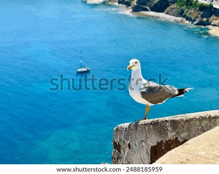 Similar – Foto Bild Möwen über dem Meer Vögel