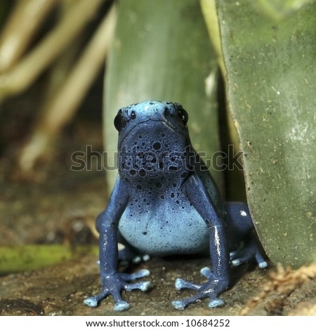Blue Poison Dart Frog, Facing Camera