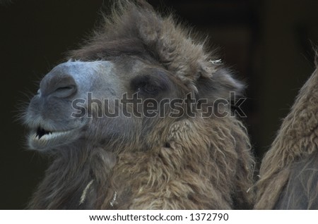 Camel grinding teeth