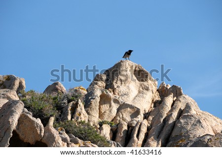 Bird sitting on a rock formation