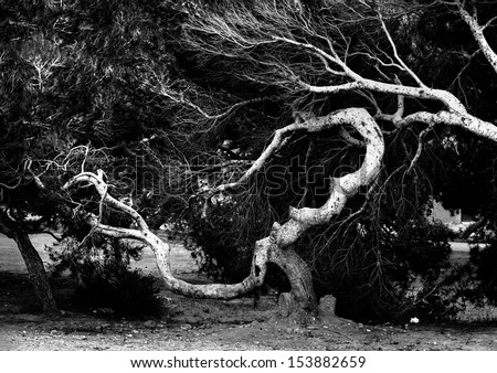 Ancient trees branch. Black and white photo