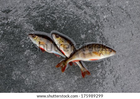 perch fish on ice. winter fishing.