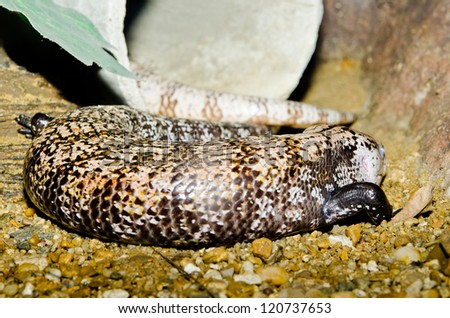 Close up of Blue-tongued skink, Thailand.