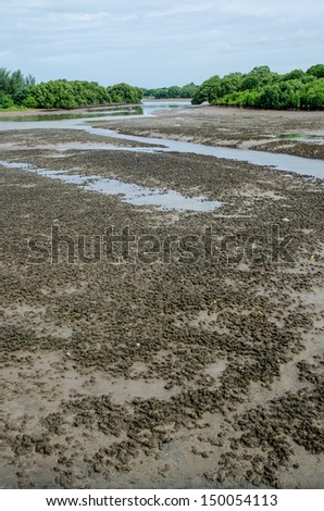 Landscape of mud flat, Thailand.