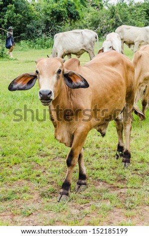 Cows in field, Thailand.