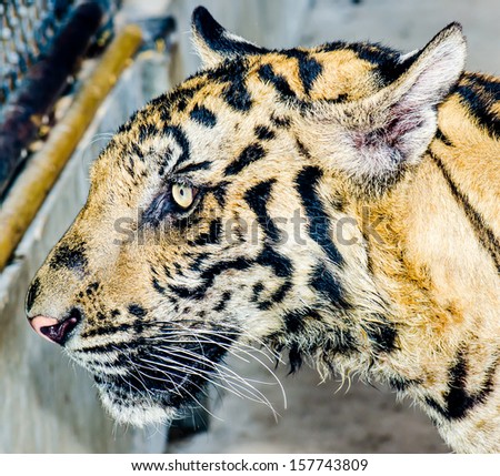 Tiger face, Thailand