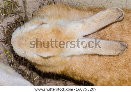 Close up of rabbit, Thailand