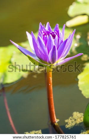 Violet lotus flower in water pond, Thailand