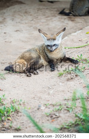 Portrait of a Bat-eared Fox at Thailand Open Zoo, Thailand