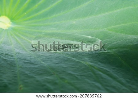Water Drops on Lotus Leaves, Thailand