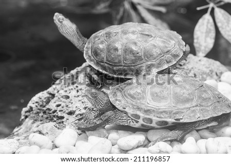 Chinese Stripe-necked Turtle in Thailand