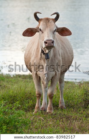 cow in the field at Thailand