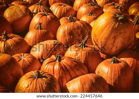 Pumpkin Patch 1. Pumpkins in a pumpkin patch.