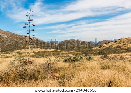 Arizona Desert. A high desert landscape in Gleeson, Arizona.