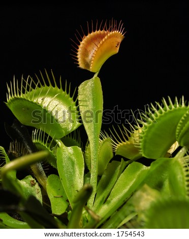 The greatest carnivorous plant, the Venus Fly Trap from North Carolina