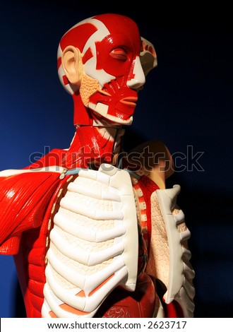 Human body model displaying muscles and ligaments of a full grown man