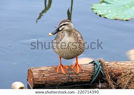 Duck chilling by the pond