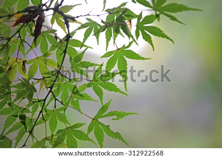Green Japanese maple