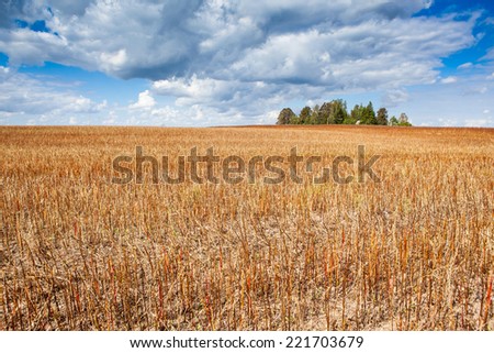 Bright sky over dry yellow field with cut steams and green trees seen far away