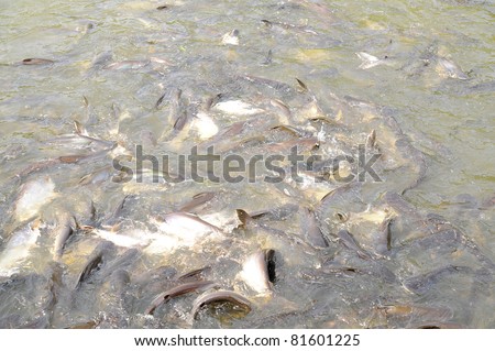 fish in a fish farm during feeding