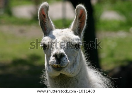 Funny-looking llama with bad teeth.