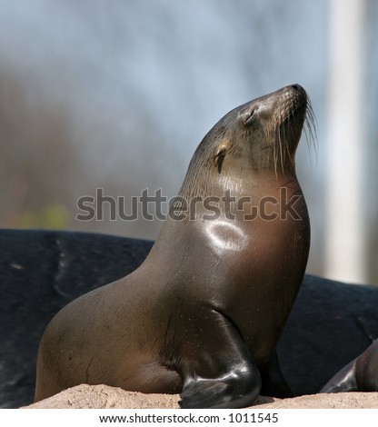 A sea lion posing in the sun.