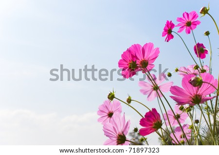 Blossom pink flower in a beautiful day