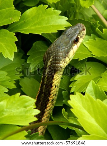 Common Garter Snake (Thamnophis sirtalis) Raising Head in Pachysandra