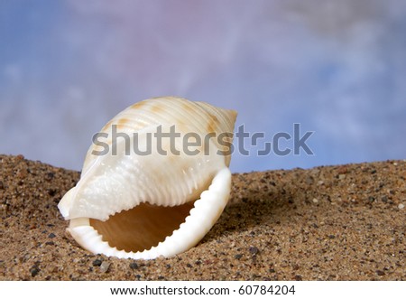 Scotch Bonnet seaschell with blue background