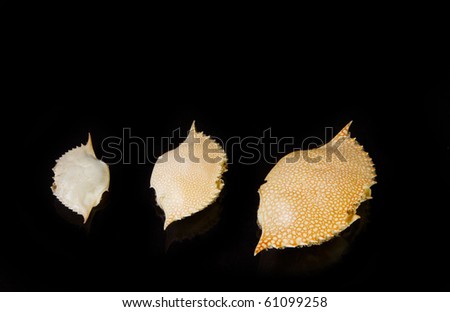 Three crab shells on black background with space for copy horizontal