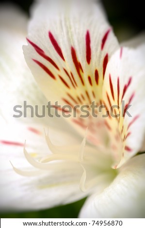 Macro white and red tiger lily