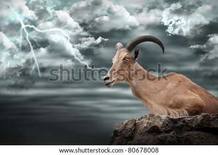 Nubian Goat on rock with deep dark clouds and lightning