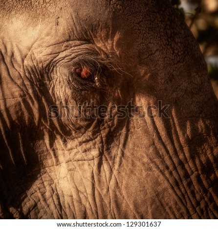 Beautiful amber eye elephant with long eyelashes