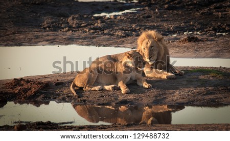 Lion couple lying by water