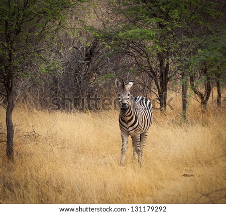 Zebra in okavango delta in dry bush looking