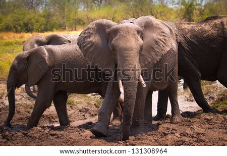 dancing elephant in water hole in africa