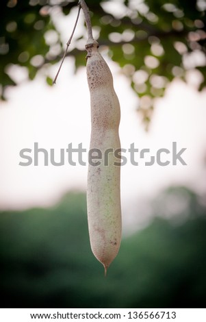 Sausage tree fruit in Africa
