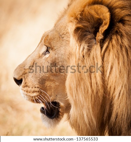 Lion head side profile