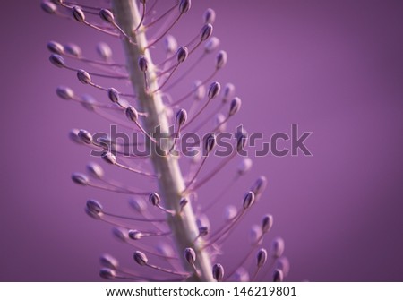 African plant macro purple