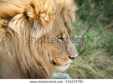 Large Lion resting