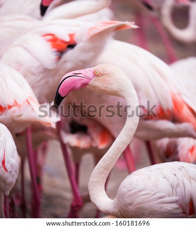 African flamingo close up