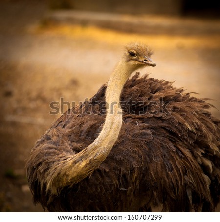 Ugly Ostrich Stock Photo 160707299 : Shutterstock