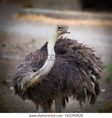 ugly ostrich with attitude.