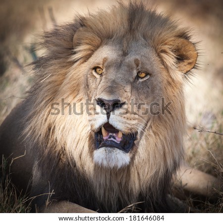 bright eyes large lion full mane staring