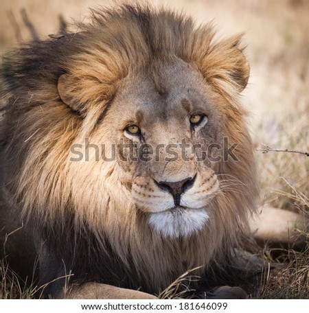 Large full mane portrait lion staring intensely