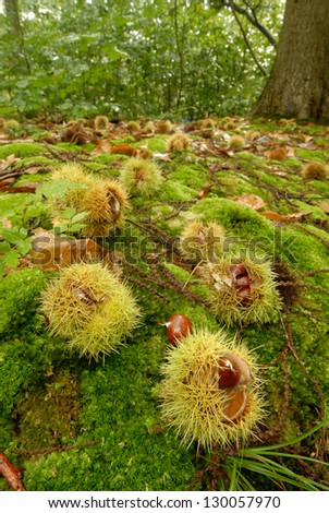 sweet chestnuts on the forrest floor in autumn