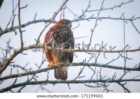 The Common Buzzard (Buteo buteo) is a medium-to-large bird of prey, whose range covers most of Europe and extends into Asia.