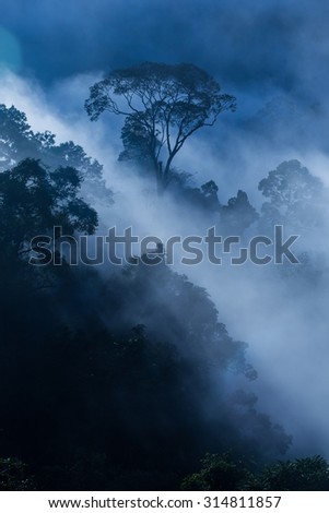 Hala-bala narathiwas the morning light landscape view (Rainforest)