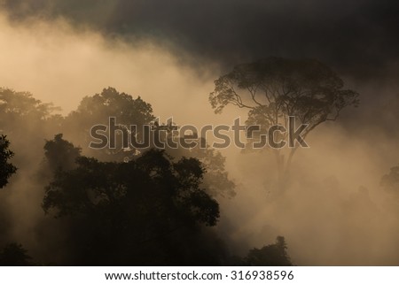 Hala-bala narathiwas the morning light landscape view (Rainforest)