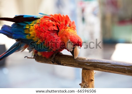 Parrot close-up shot isolated over background.